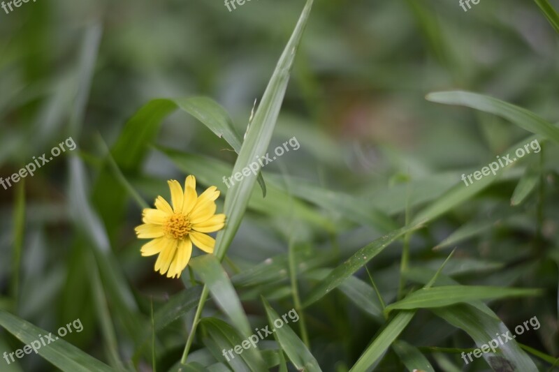 Myanmar Flower Yangon Kandawgyi Free Photos