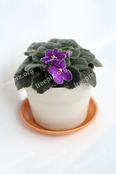 Violet In A Pot Indoor Plant Flower Plant