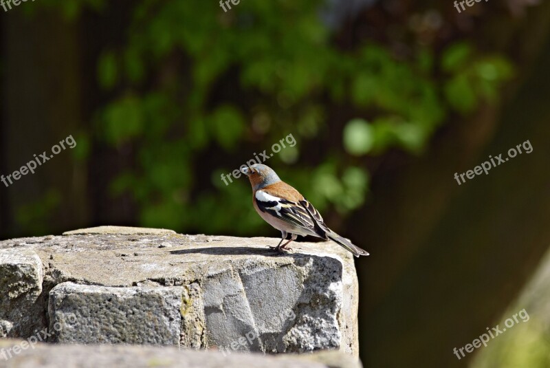 Chaffinch Bird Green Tree Nature