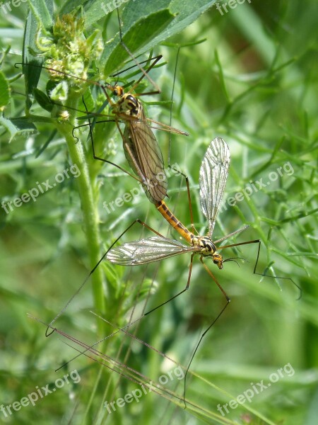 Típula Tipulidae Giant Mosquito Insects Mating Bíchos