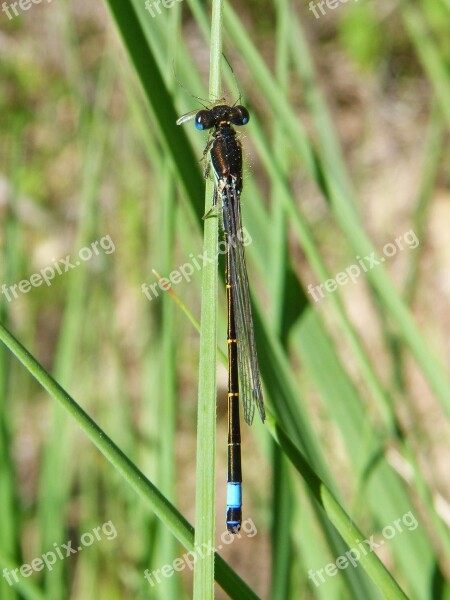 Dragonfly Eating A Mosquito Dragonfly Predator Damselfly Free Photos