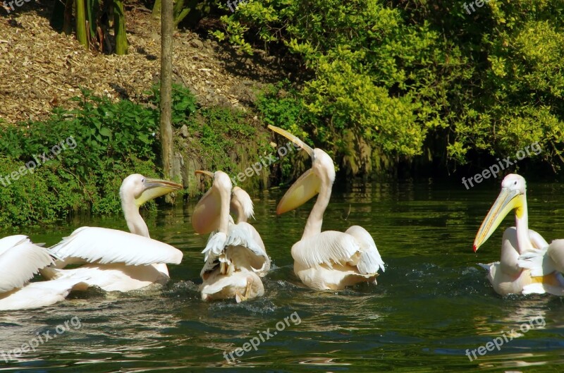 Pelicans Zoo Lille Pelecanidae Bird Scale