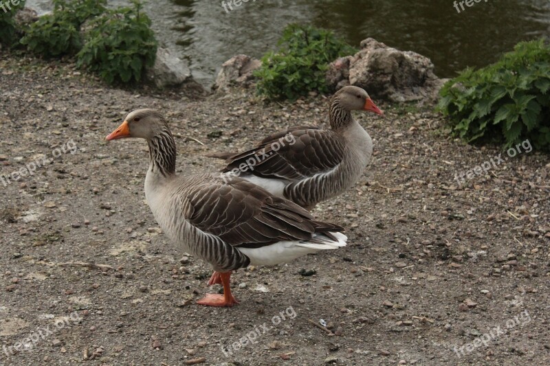 Goose Parc Bird Feather Geese