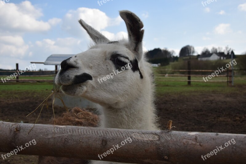 Lama Animal Nature Vicuña Free Photos