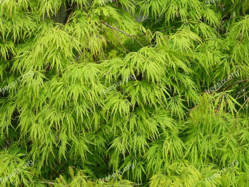 Spring Maple Leaves Ornamental Shrub Plant Spring