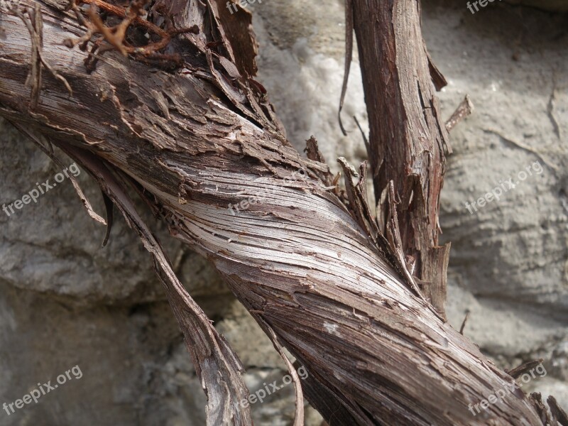 Grapevine Rotated Dry Arid Dehydrated