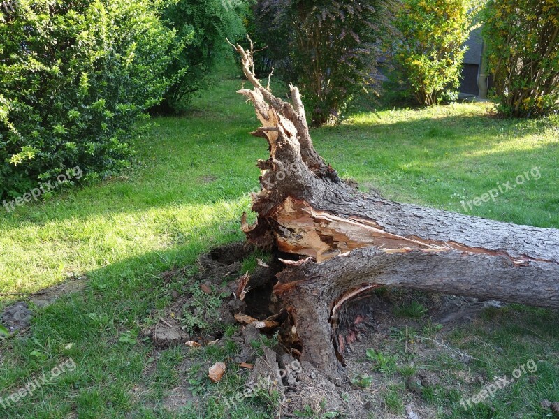 Overturned Broken Storm Storm Damage Tree