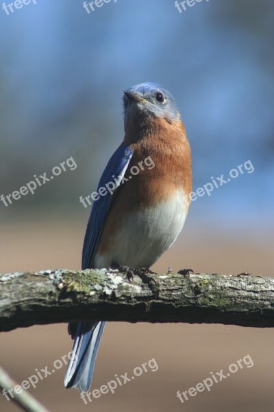 Eastern Bluebird Bird Blue Bluebird Nature