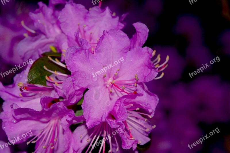 Flower Azalea Bloom Pink Nature