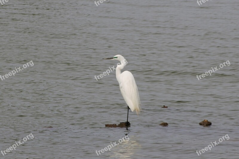 Animal River Heron Egret Waterfowl