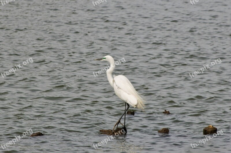 Animal River Heron Egret Waterfowl