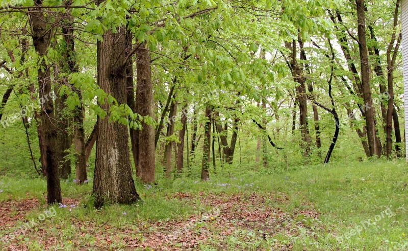 Forest Tree Trees Nature Green