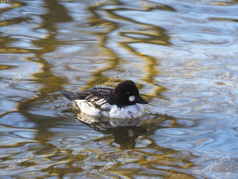 Goldeneye Bucephala Clangula Duck Ducks Animals