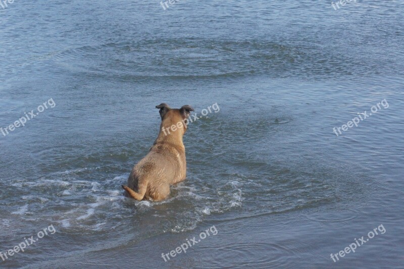 Dog Water Fetch Summer Swimming