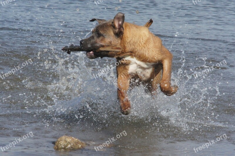 Dog Water Fetch Summer Swimming