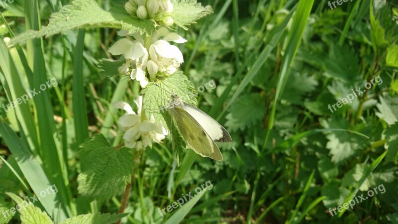 Butterfly Animal Nature Fauna Wildlife