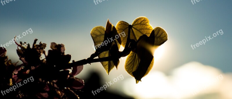 Leaf Heart Heart Shape Judas Tree Tree