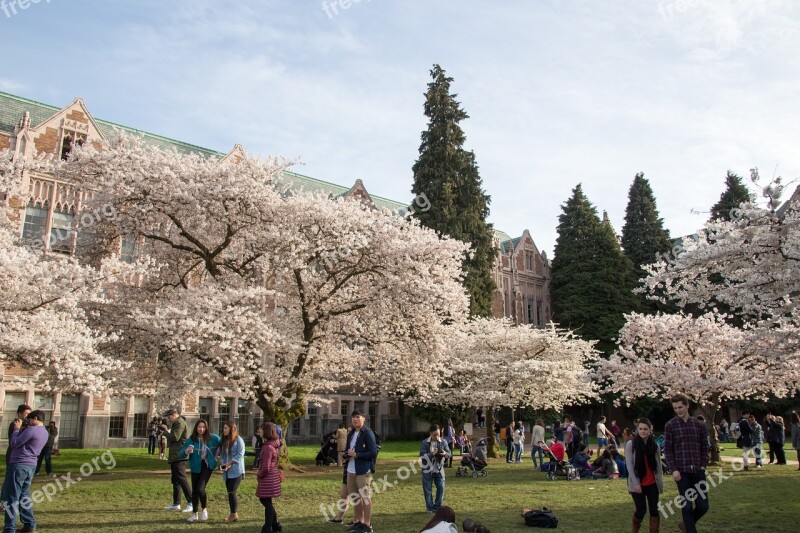 Cherry Blossoms Spring Tree Cherry Blossom