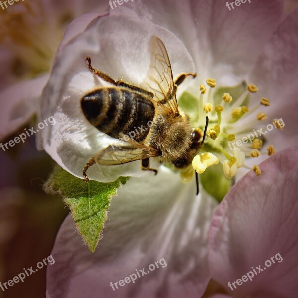 Bee Apple Tree Blossom Close Up Blossom Bloom