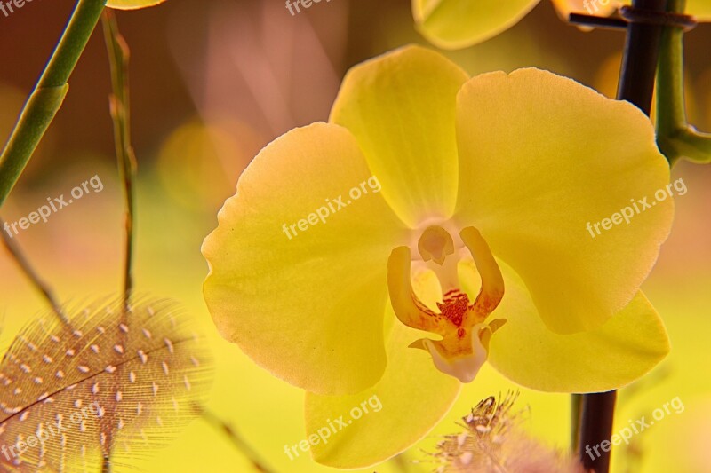 Orchid Blossom Bloom Close Up Orchid Flower