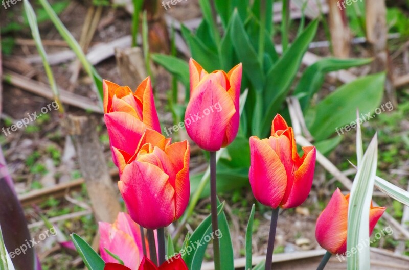 Tulips Flowers Flora Tulip Spring Color Orange