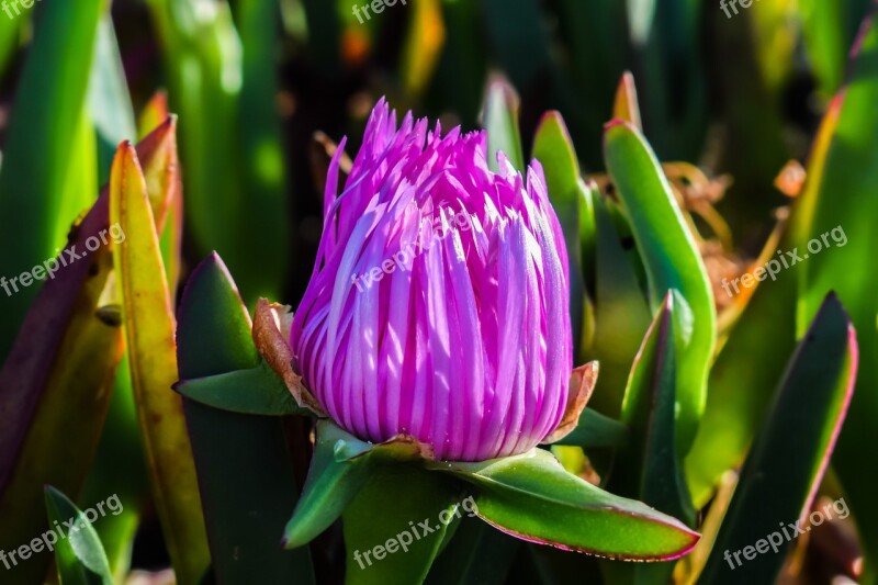 Bud Flower Ammophilous Nature Bloom