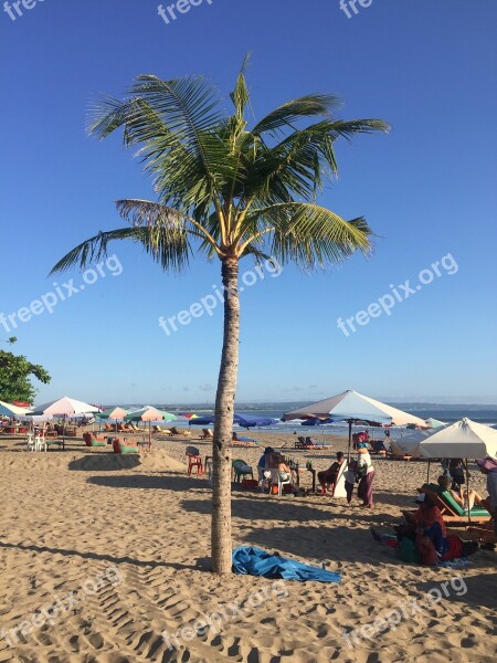 Beach Palm Trees Bali Asia Travel