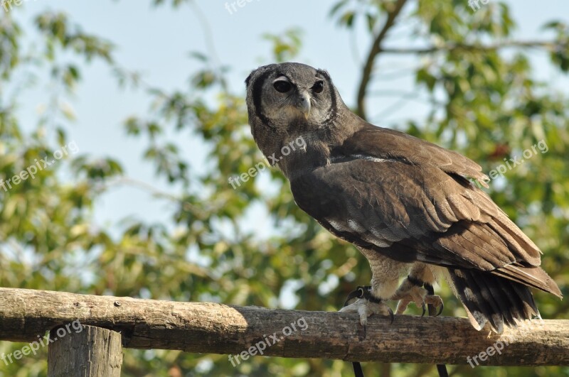 Bird Owl Wildparc Wildlife Free Photos