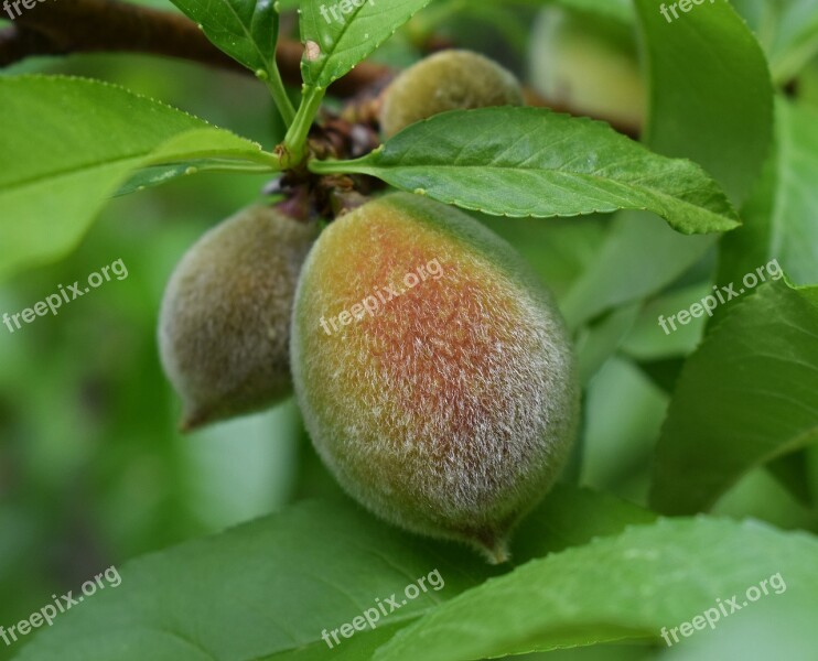 Ripening Peach Peach Fruit Fuzzy Spring