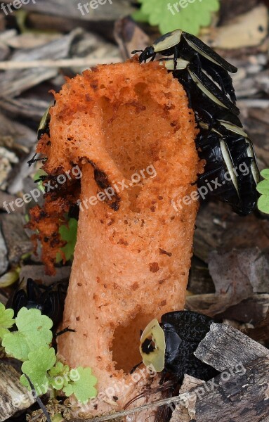 Stinkhorn Fungus Mutinus Elegans American Carrion Beetle Mushroom Fungi