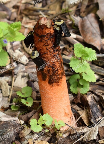 Stinkhorn Fungus Mutinus Elegans American Carrion Beetle Mushroom Fungi