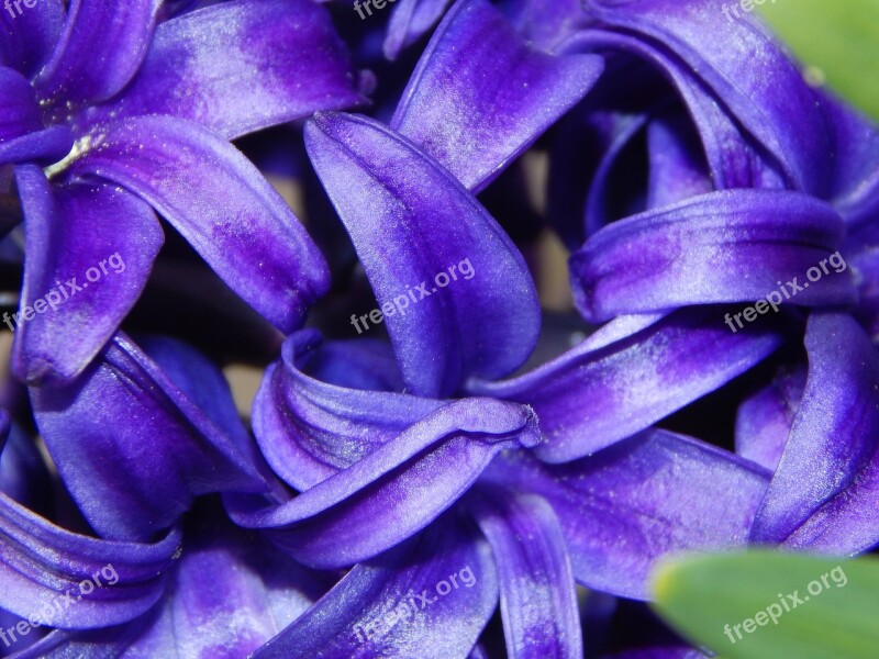 Hyacinth Spring Spring Greetings Spring Flowers Blue