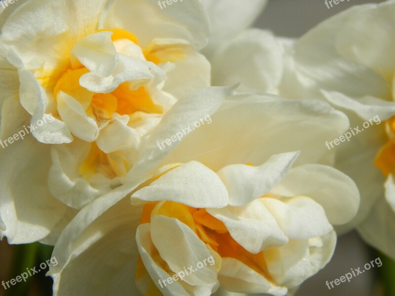 Daffodil Filled White Daffodil Spring Osterglocken Signs Of Spring