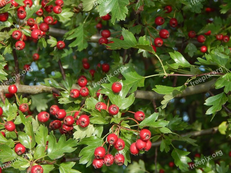 Berry Red Tree Bush Rowanberries Haw