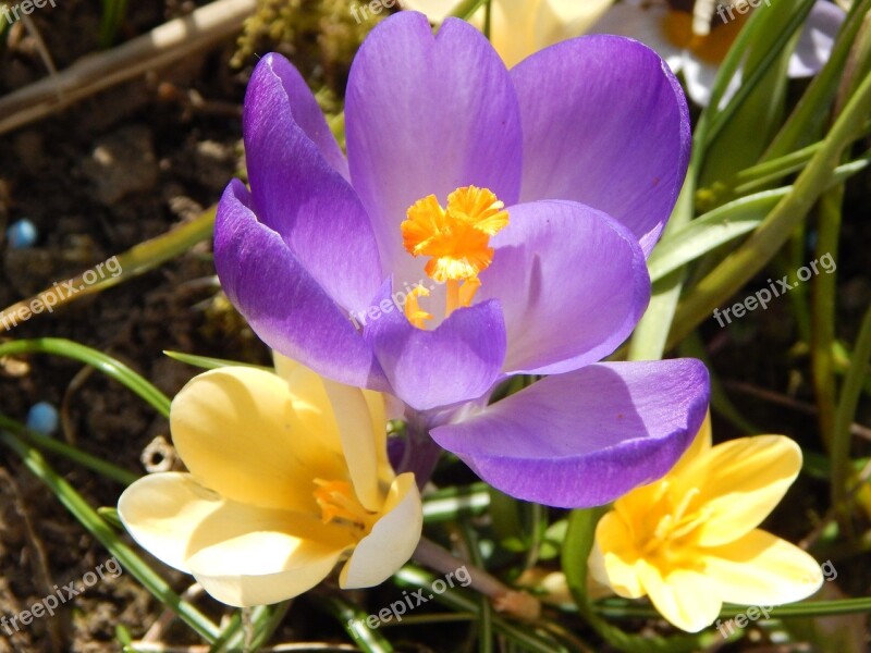 Crocus Spring Spring Flower Early Bloomer Signs Of Spring