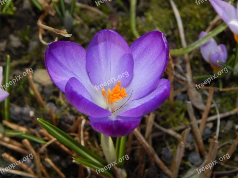 Crocus Spring Spring Crocus Purple Early Bloomer