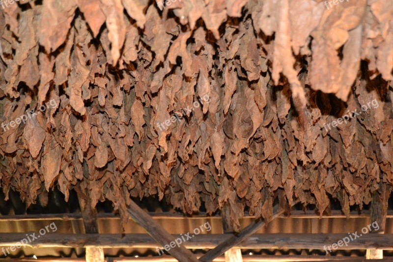 Cuba Vinales Tobacco Cigars Viñales Valley