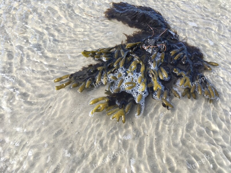 North Sea Beach Sand Seaweed Coast