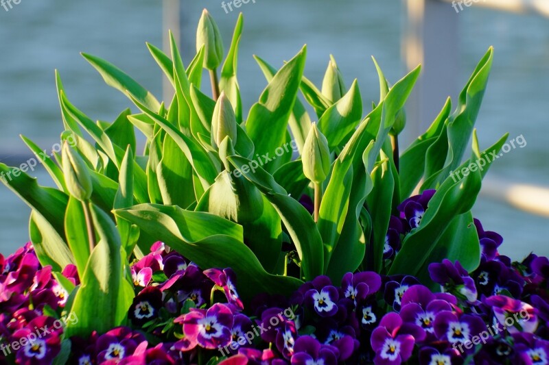 Flowers Close Up Blossom Bloom Nature