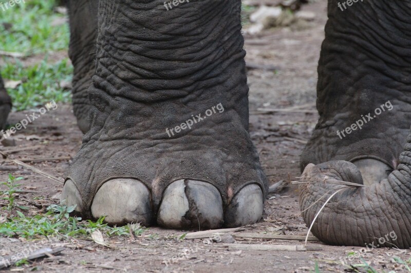 Elephant Foot Animal Nature Wild