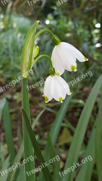 Snowdrops White Flower Spring Free Photos