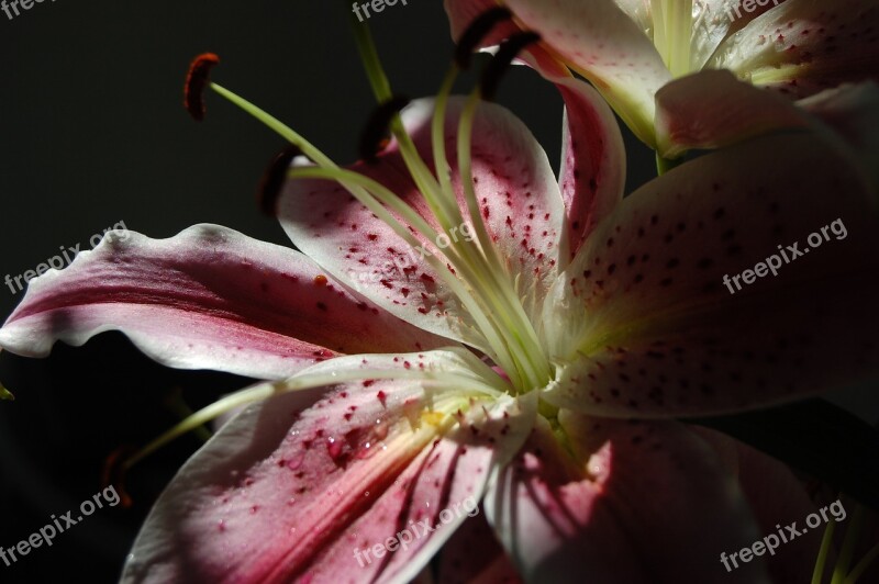 Flower Sunlight Shadow Play Close Up Pink