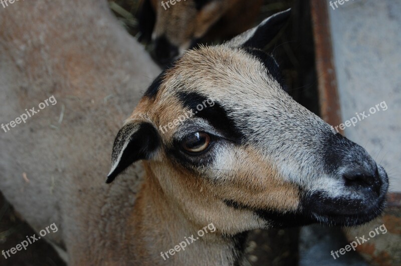 Goat Brown Head Animal Domestic Goat