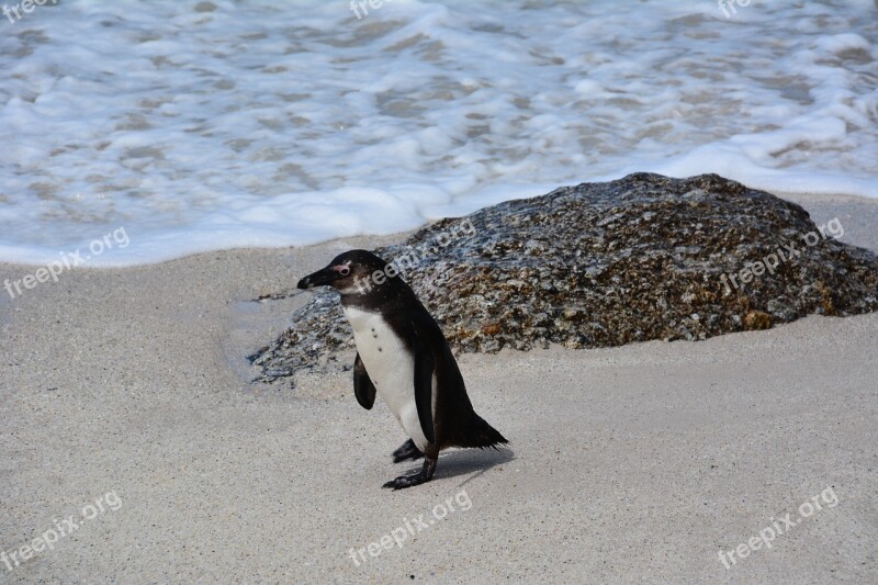 Penguin South Africa Bolders Beach Free Photos