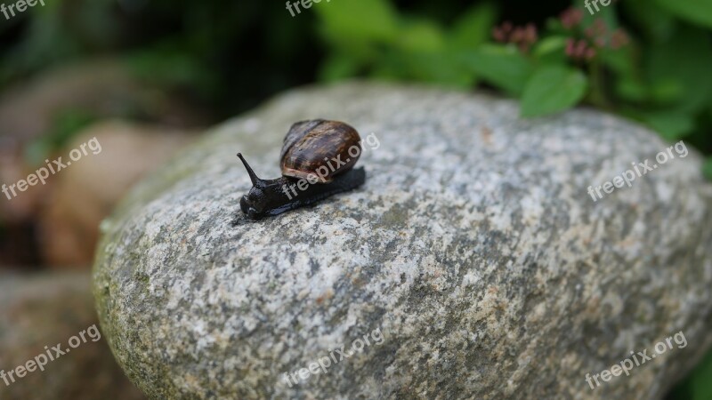 Snail Pest Garden Pest Animal Brown Conch