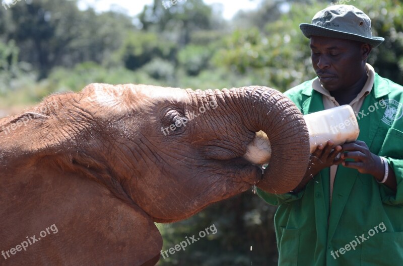 Elephant Feeding Feed Nature Mammal