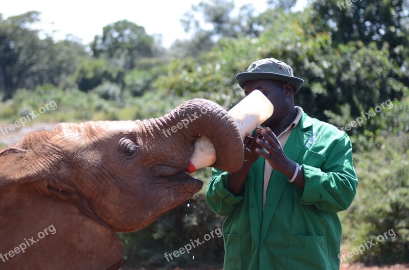 Elephant Feeding Feed Nature Mammal