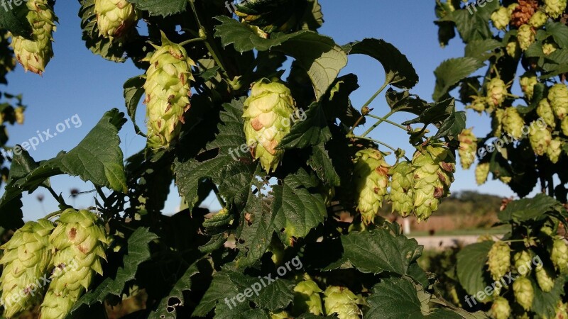 The Hop Garden Wisconsin Hops Free Photos