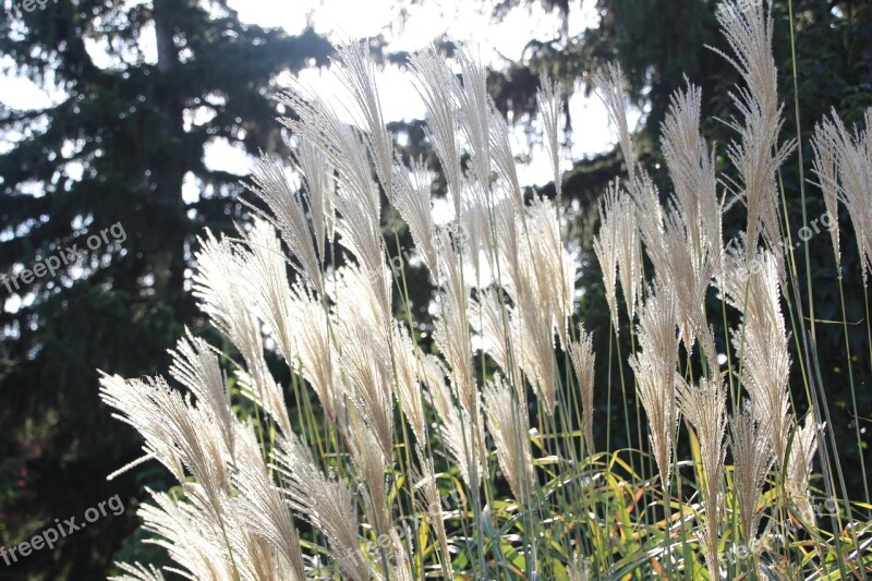 Fall Garden Miscanthus Season Gardening