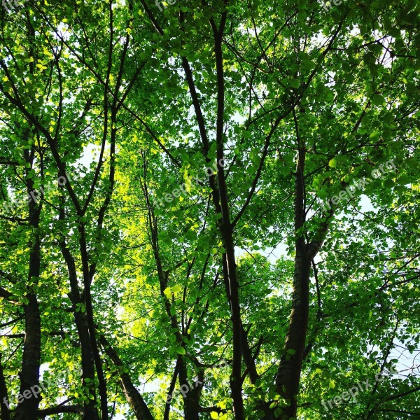 Spring Tree Greens Nature Landscape